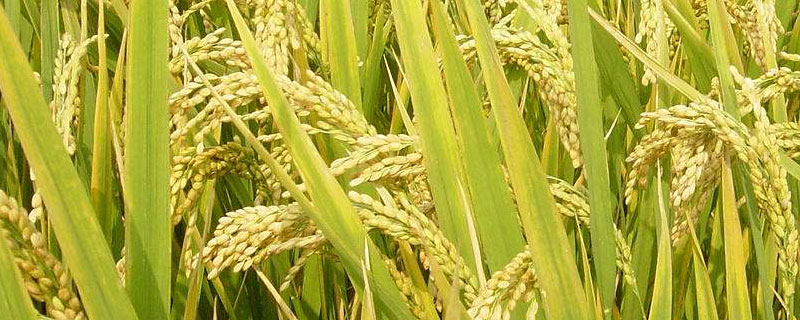 科两优10号水稻品种简介，籼型两系杂交水稻品种