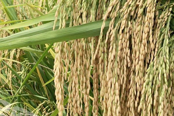 两优98816水稻品种简介，每亩用种量0～5千克