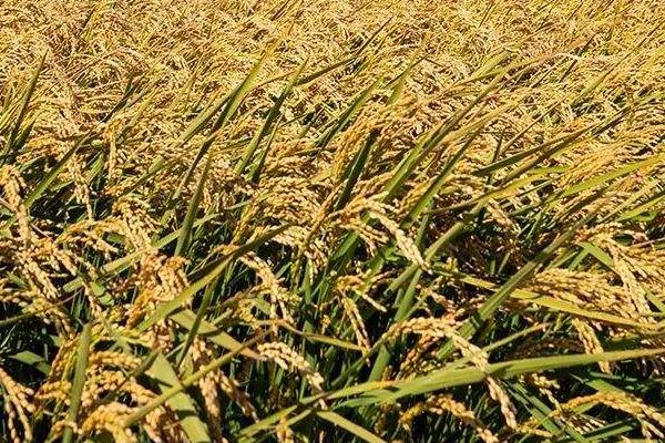 唐两优280水稻品种的特性，秧田亩播种量8～10千克