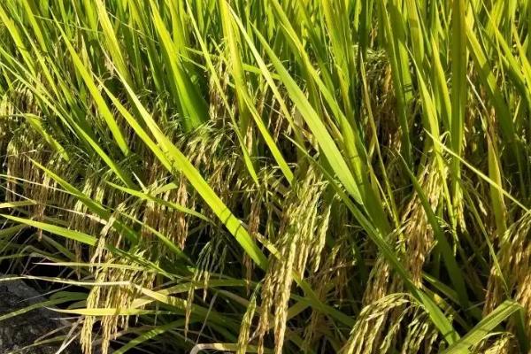 旺优1431水稻种简介，每亩有效穗数15.7万
