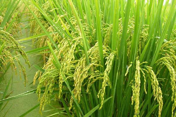 留香优15香水稻种子介绍，全生育期135.5天
