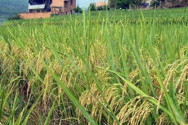桂丰30水稻品种的特性，该品种属大穗小粒型品种