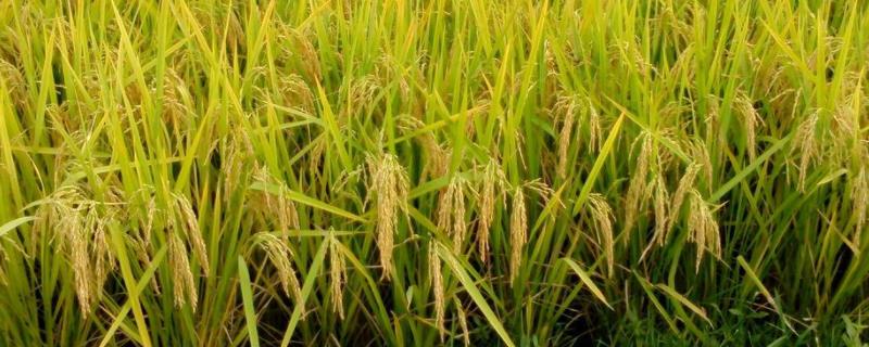 桂丰30水稻品种的特性，该品种属大穗小粒型品种