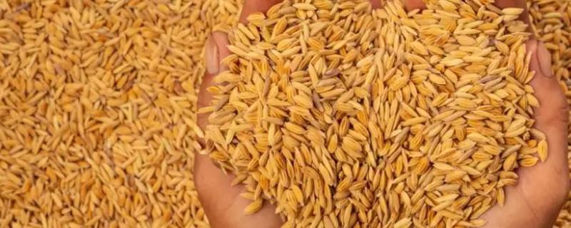 留香优15香水稻种子介绍，全生育期135.5天