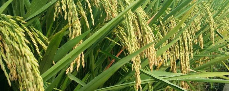 绿海优星星丝苗水稻种子介绍，全生育期118.6天