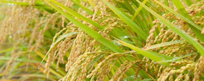 乾两优馥香占水稻种子特点，中稻4月中旬至5月中旬播种