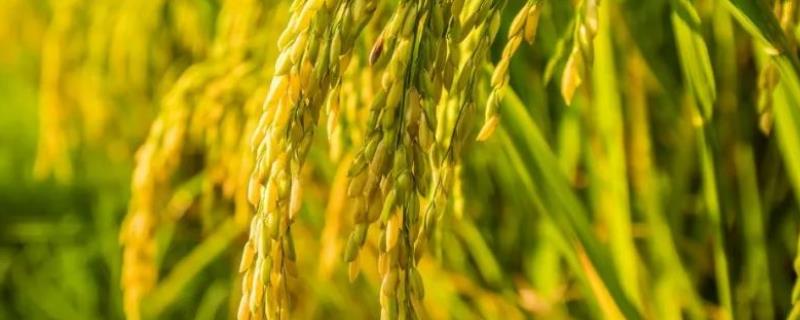 绿海优巴丝水稻品种的特性，全生育期116.5天