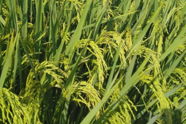 广两优油占水稻品种简介，每亩有效穗数17.7万