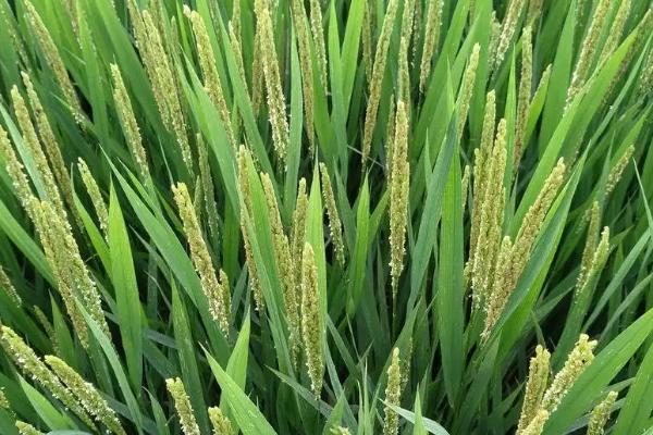 珍野优11香水稻种子特点，全生育期135.8天