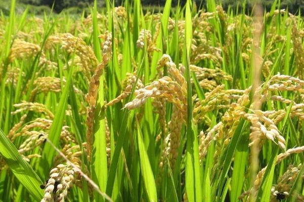 扬籼优719水稻种子特点，每亩有效穗数18.8万