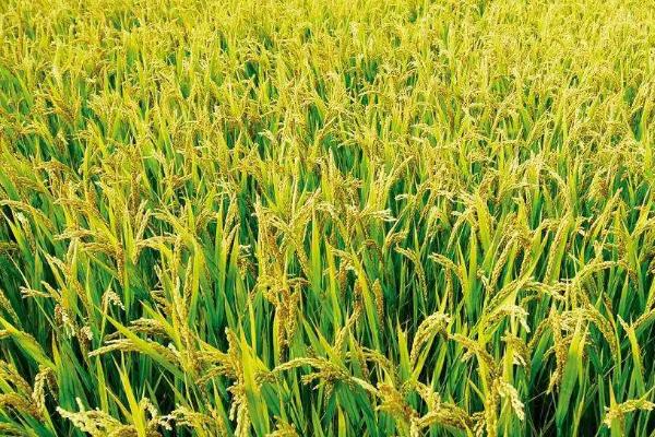 绿两优田油占水稻种子特点，秧田亩播种量15千克
