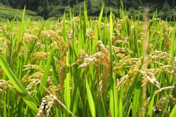 扬籼优719水稻种子特点，每亩有效穗数18.8万