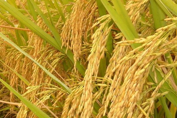 骏香优186水稻品种的特性，全生育期早稻124.9天