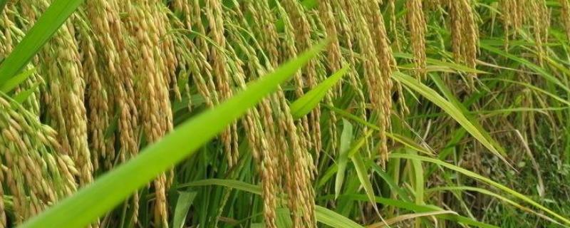 万象优982水稻品种的特性，每亩施纯氮8千克左右