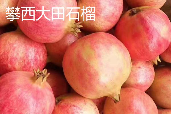 四川省攀枝花的特产，攀枝花芒果是全国农产品地理标志
