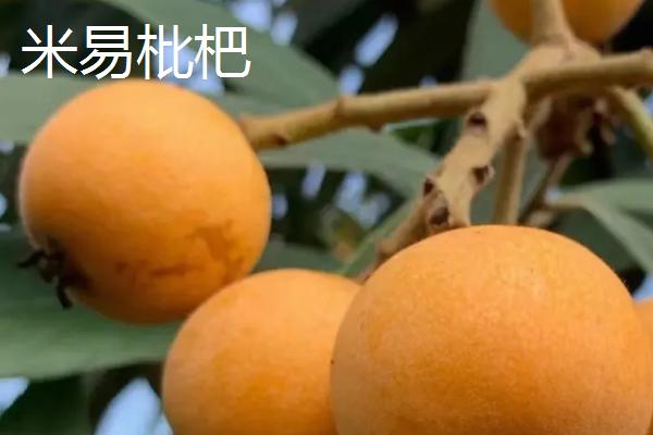 四川省攀枝花的特产，攀枝花芒果是全国农产品地理标志