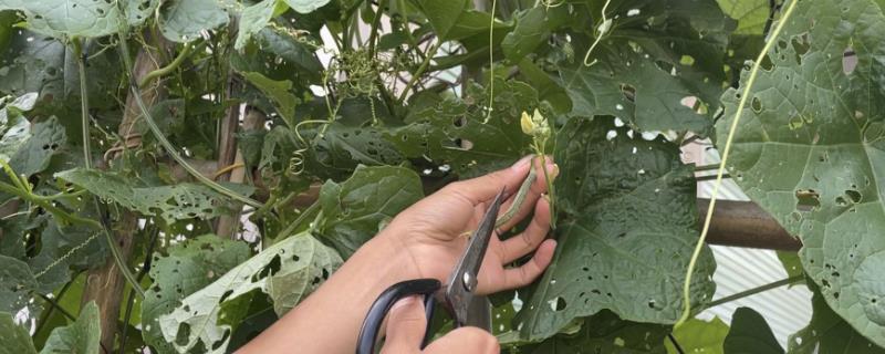 丝瓜怎么修剪，将侧面的枝蔓进行修剪清除