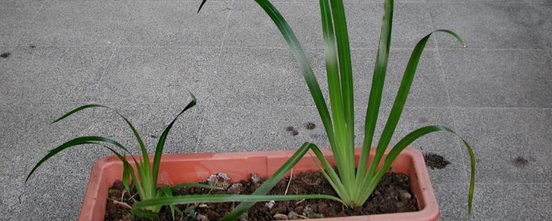 春天怎么养巴西鸢尾，喜欢生长在湿润的土壤里
