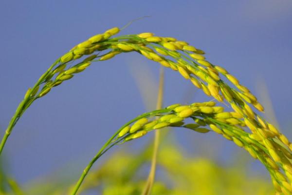 海文486S水稻品种的特性，7月18日播种