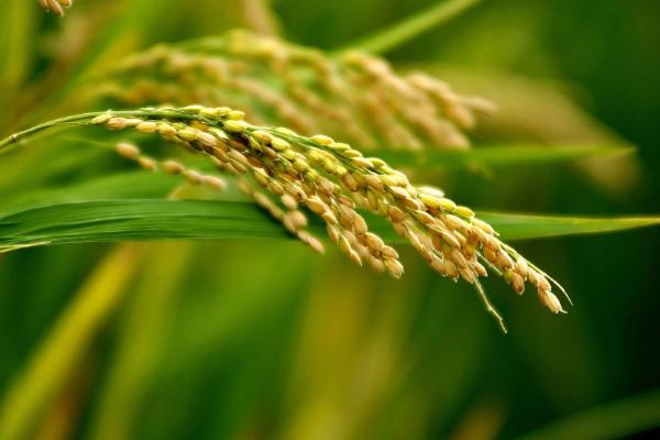 海文483S水稻种子介绍，7月18日播种
