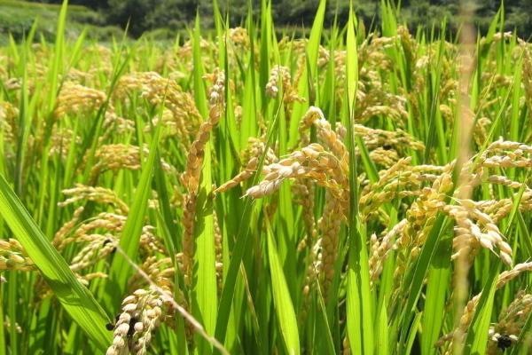 海文486S水稻品种的特性，7月18日播种