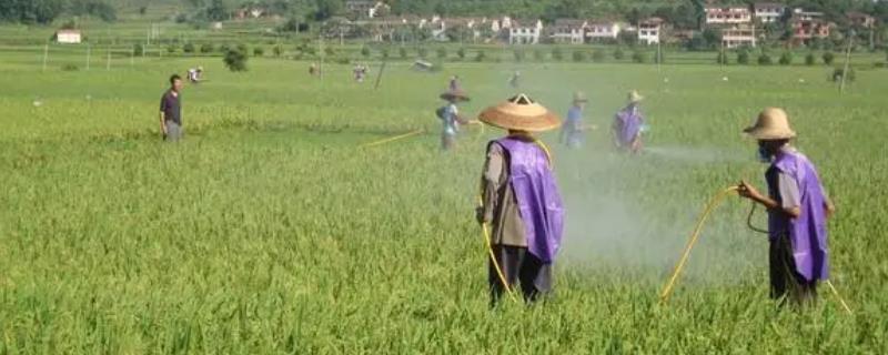 高效氯氰菊酯的注意事项，使用时一定要注意作物安全间隔期