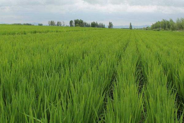 绿金占1号水稻种子简介，秧田亩播种量约15公斤
