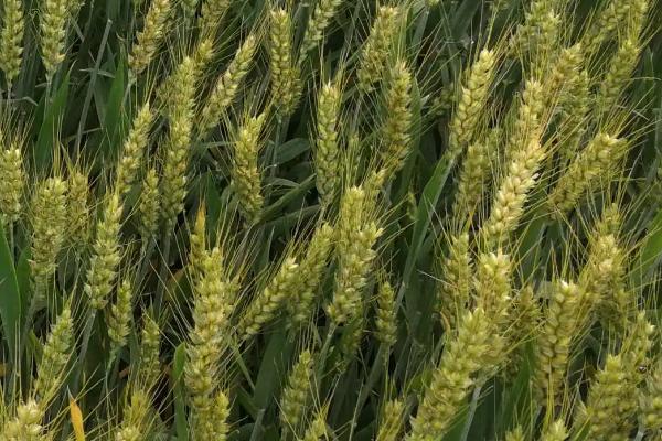 西麦9号小麦品种简介，中抗条锈病