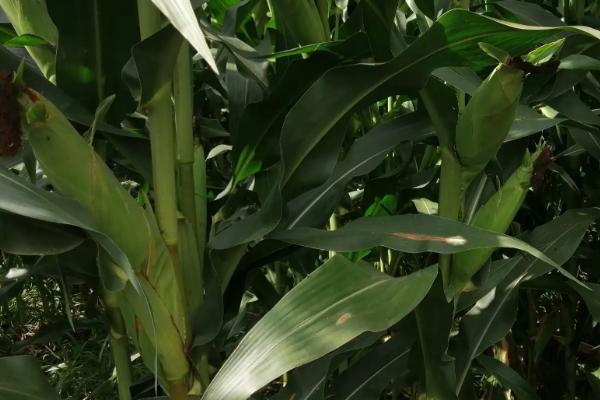 地宜68玉米品种的特性，注意防治纹枯病和穗腐病