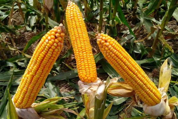 劲单3号玉米种子特征特性，亩植密度3000株左右