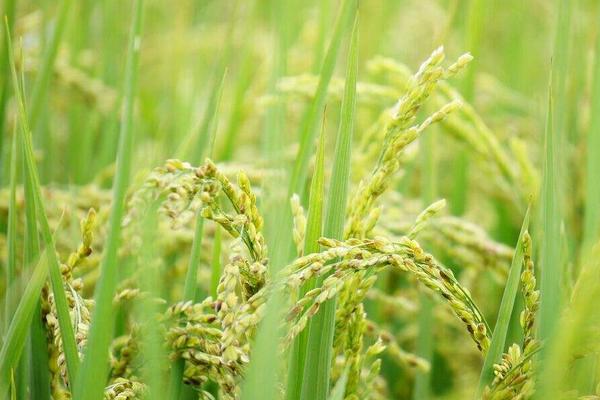 Y两优305水稻种子特征特性，全生育期143～155天