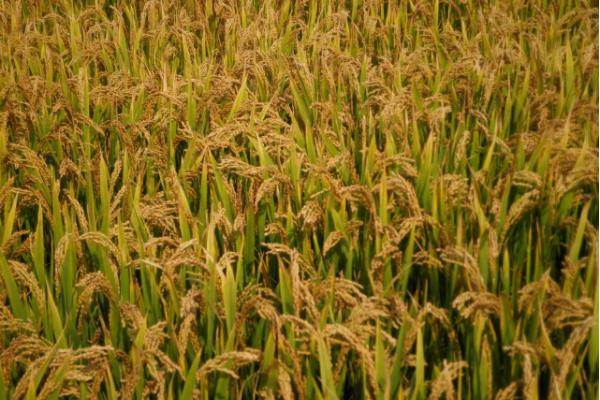 Q糯2号水稻品种的特性，全生育期140～163天