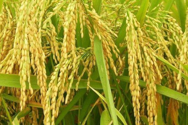 忠香优904水稻品种的特性，全生育期139～163天