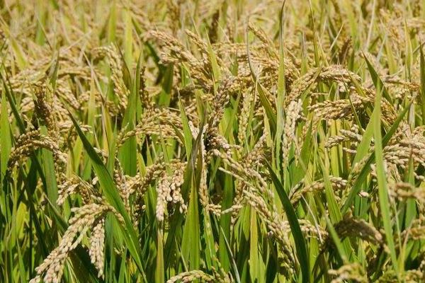 渝优8421水稻种子介绍，该品种属中籼迟熟三系杂交水稻