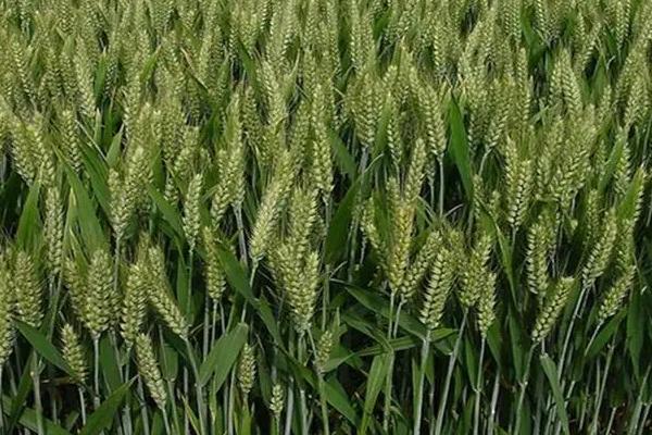 西麦9号小麦品种简介，中抗条锈病