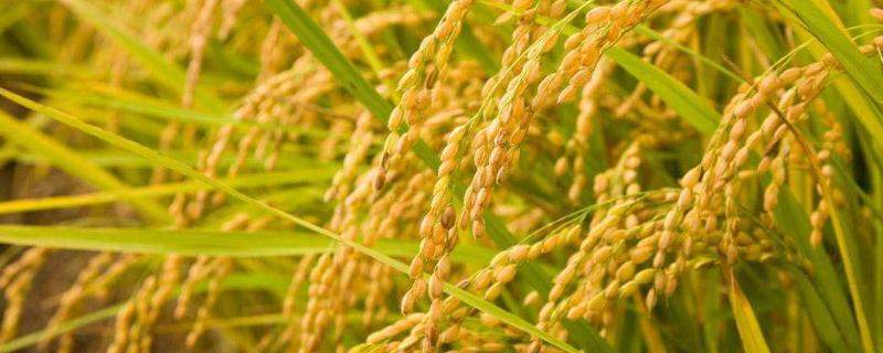 大两优111水稻种子特征特性，抗性评价中抗