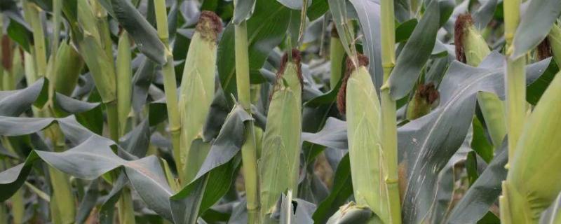 荣玉糯3号玉米品种的特性，注意防治丝黑穗病