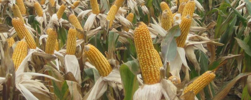 同福9号玉米种子特征特性，春播平均生育期115.5天