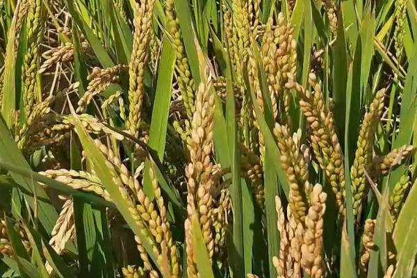 盛泰优018水稻种子特征特性，综合防治病虫害