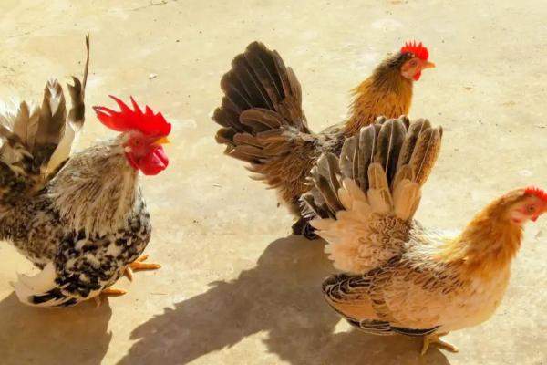 鸡的种类，常见的种类有绿壳蛋鸡、芦花鸡、矮脚鸡等