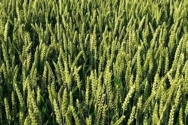 川麦1580小麦品种简介，2018年中抗条锈病