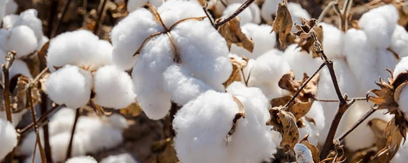 中棉所127棉花品种的特性，监测防治棉铃虫和红铃虫