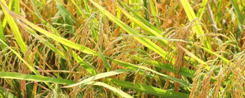 内10优579水稻种子简介，该品种株型适中