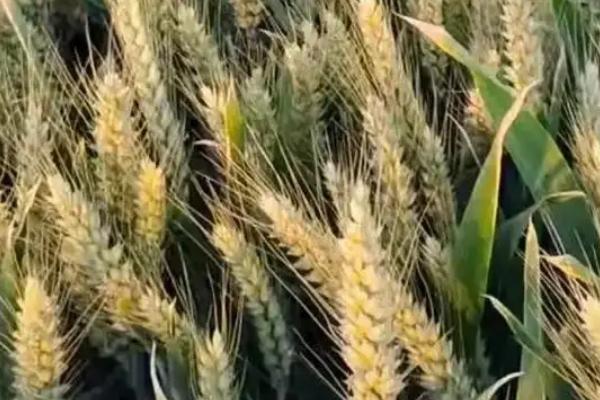 川麦83小麦品种的特性，平均全生育期178.0天