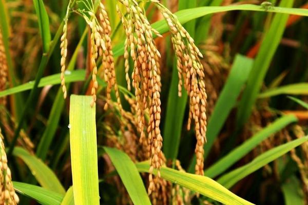 内10优579水稻种子简介，该品种株型适中