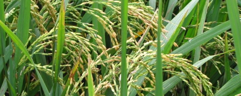 川农7优58水稻品种简介，该品种株型较松散