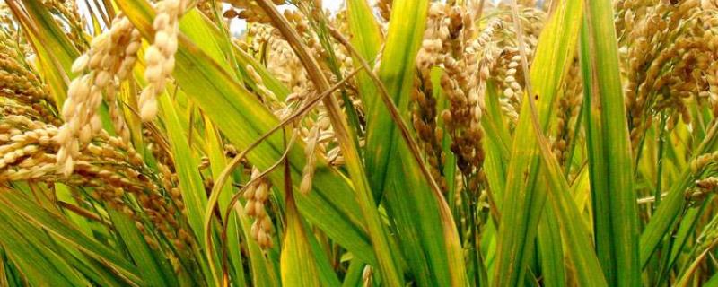 野香优冰丝水稻种子特征特性，综合防治病虫害