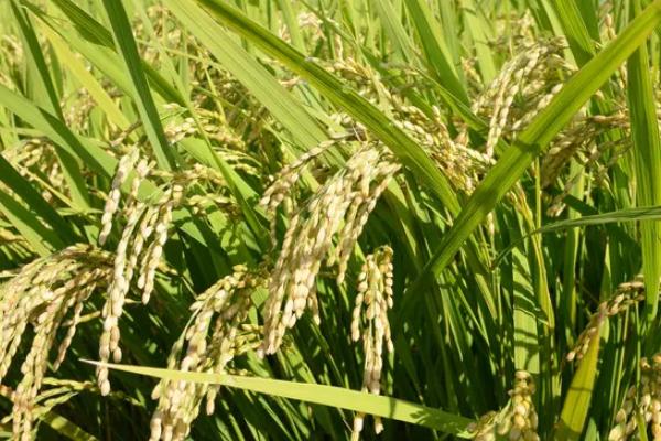 野香优冰丝水稻种子特征特性，综合防治病虫害