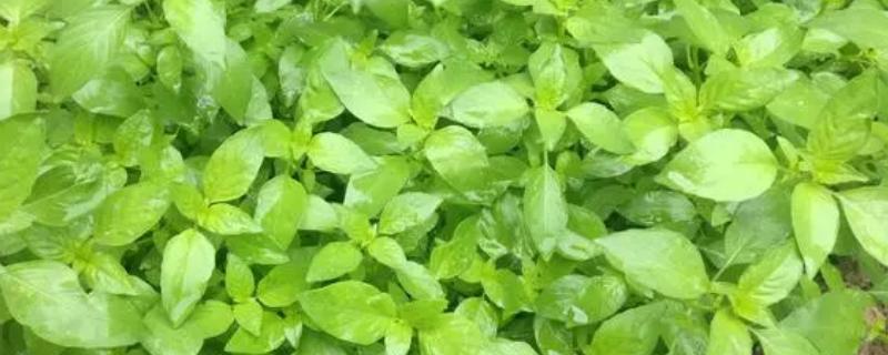 河南荆芥在几月份种植，可以在春季4月份种植