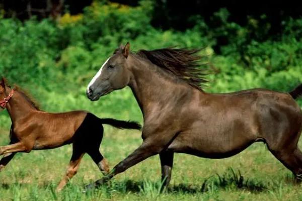 马的繁殖方式，通过胎生的方法进行繁殖